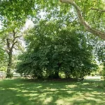 Du Platane * Belis
